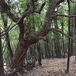 Suartone Di Fium'orbu